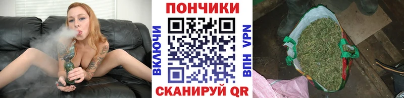 Канабис сатива Сурск